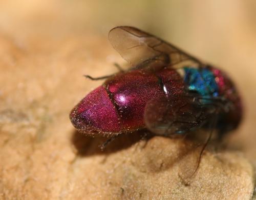 Réf. 354 263 : Chrysura cuprea